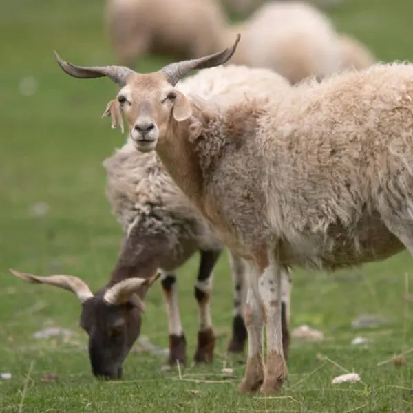 mYak Tibetan Fibers Tibetan Cloud